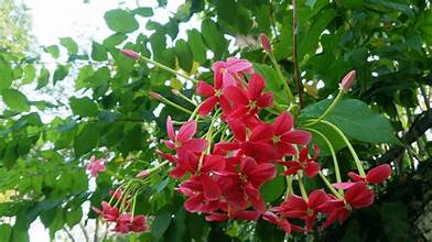 Combretum indicum